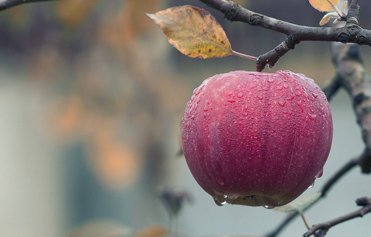 Nederlands fruit, zoals een appel, hoort bij slanke herfstrecepten.